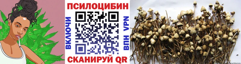 Галлюциногенные грибы Psilocybe  Купить  Шуя 